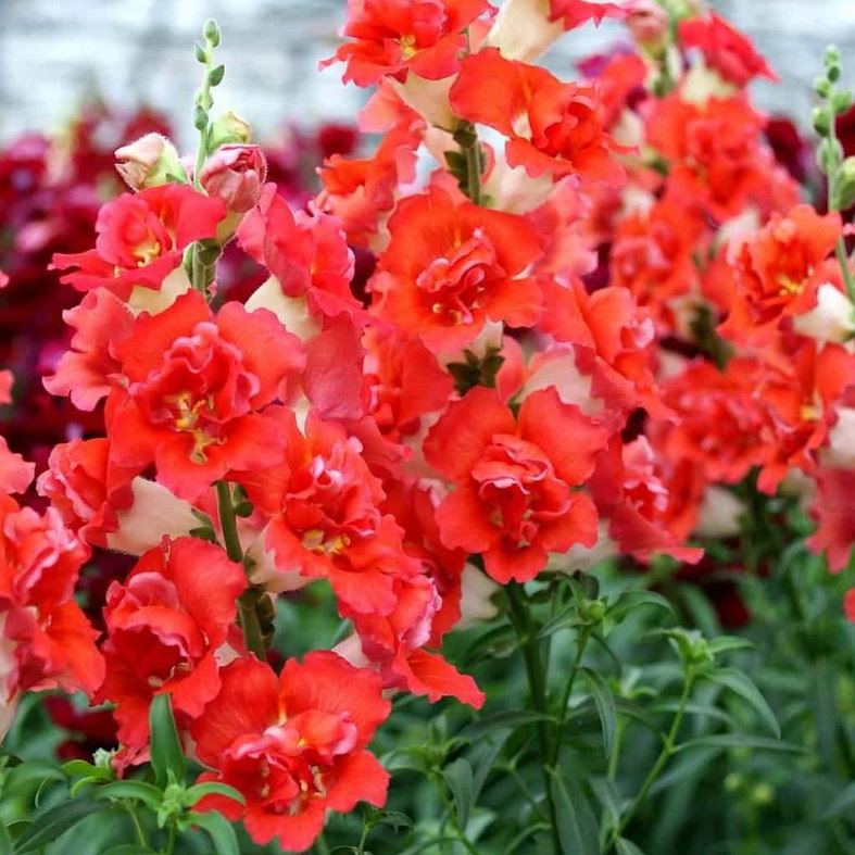 Antirrhinum Double Shot Orange Bicolour F1