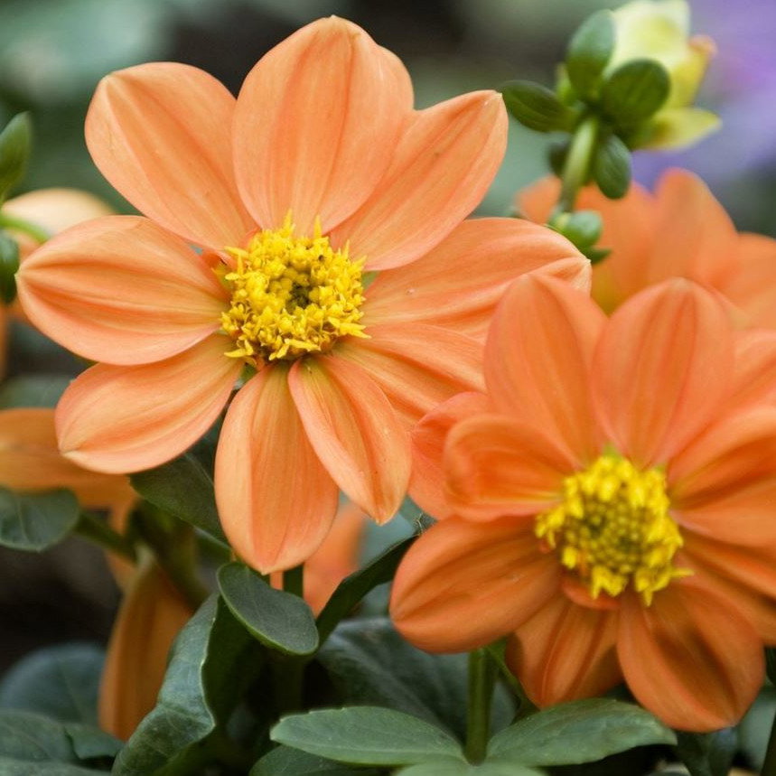 Dahlia Sunny Reggae