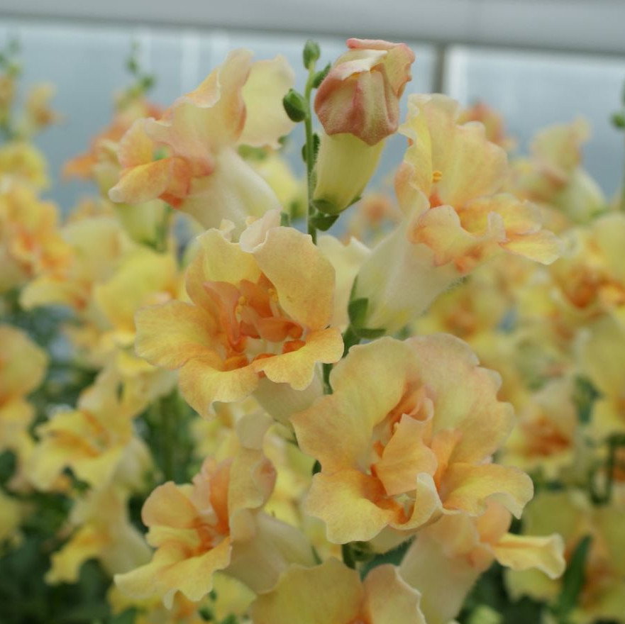 Antirrhinum Double Shot Peach F1