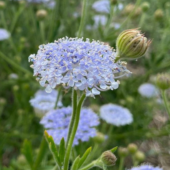 Didiscus Blue Lace