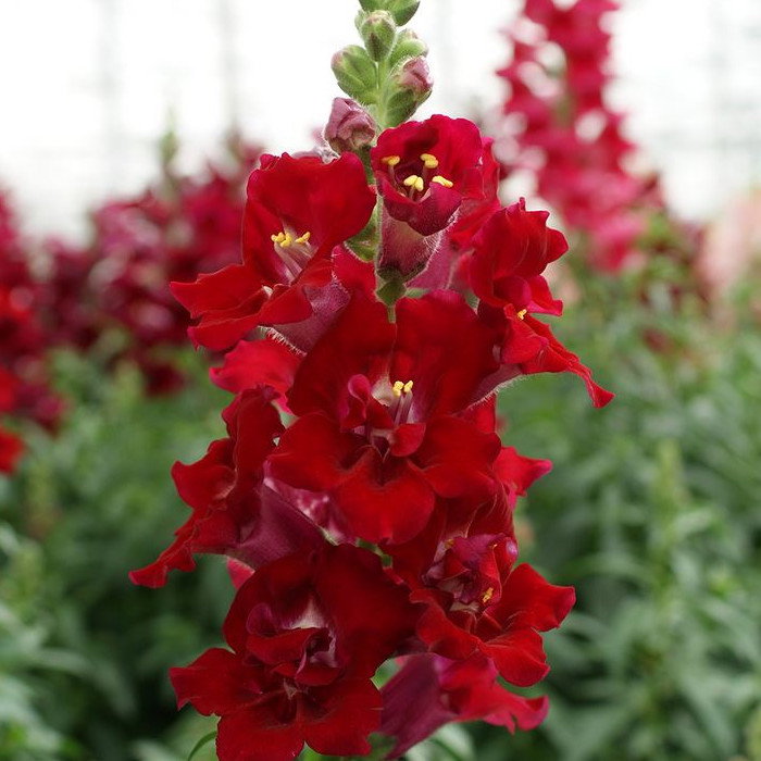 Antirrhinum Double Shot Crimson Red