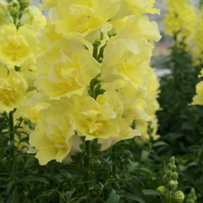 Antirrhinum Double Shot Yellow F1