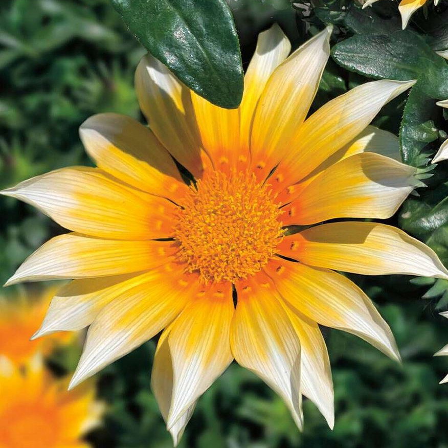 Gazania Sunny Side Up