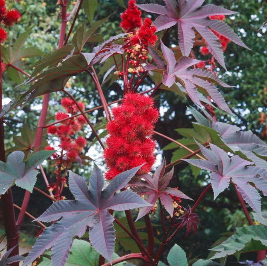 Ricinus Impala