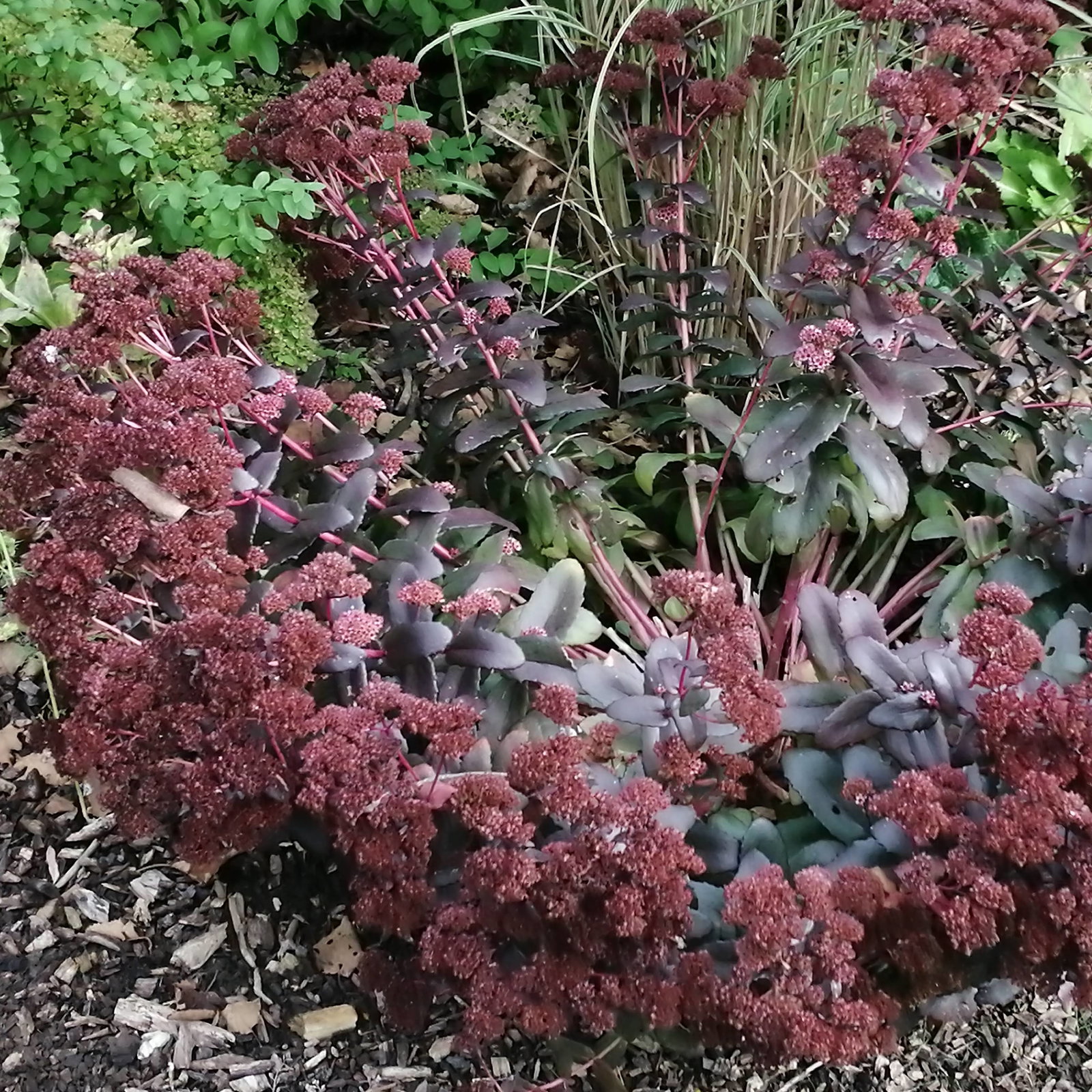 Sedum Mahogony Cushion