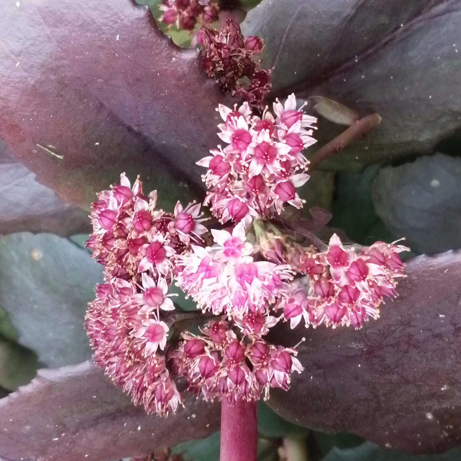 Sedum Mahogony Cushion