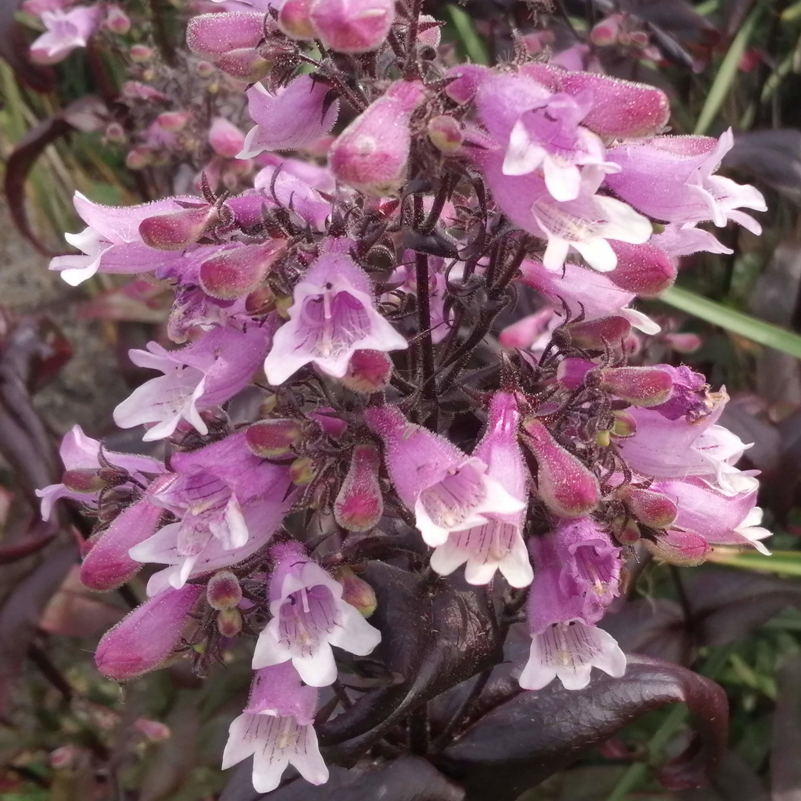Penstemon Purple Leaf