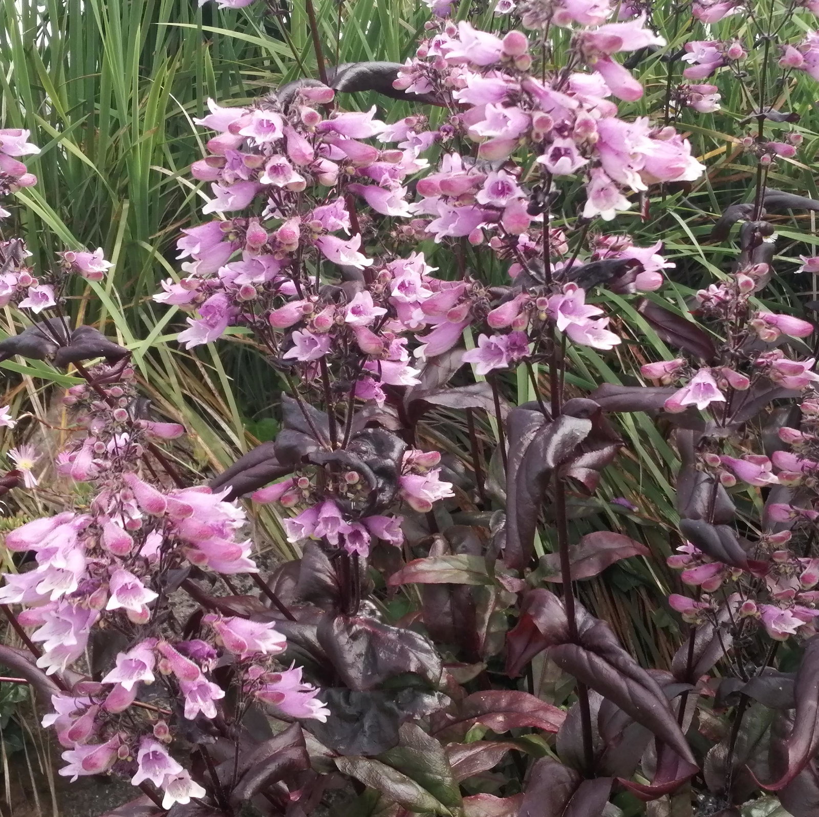 Penstemon Purple Leaf