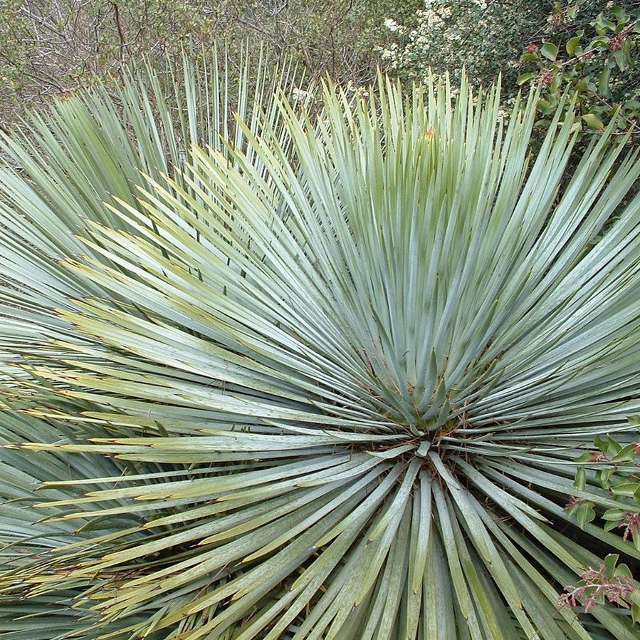 Hesperoyucca Whipplei