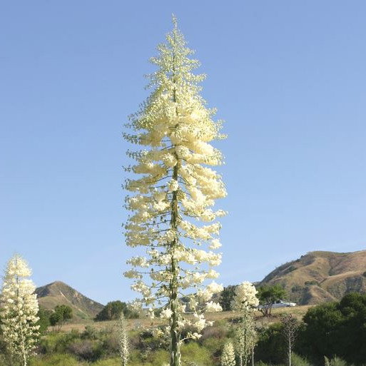 Hesperoyucca Whipplei