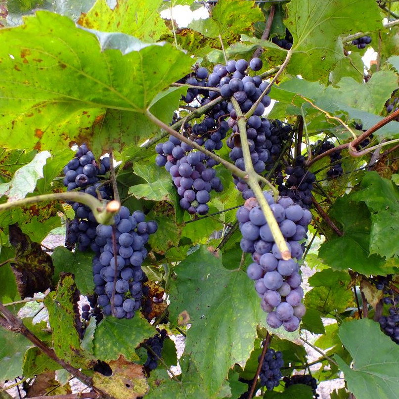 Vitis Amurensis