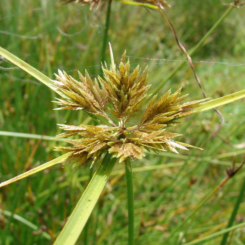 Cyperus Polystachyos
