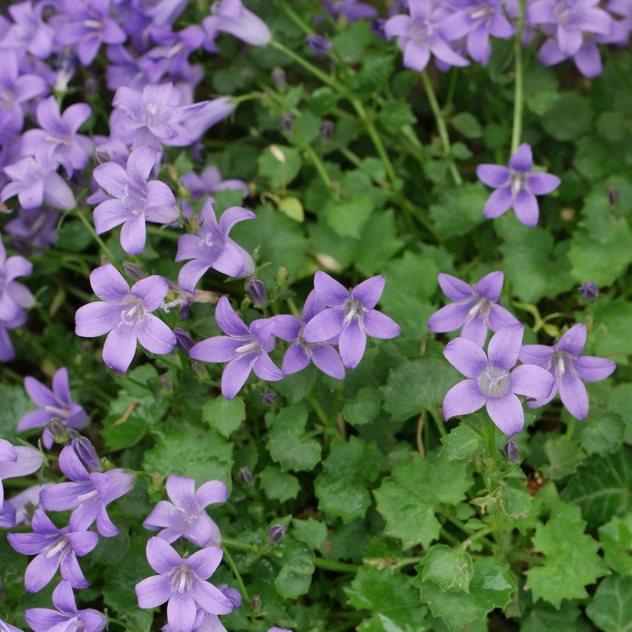Campanula Portenschlagiana