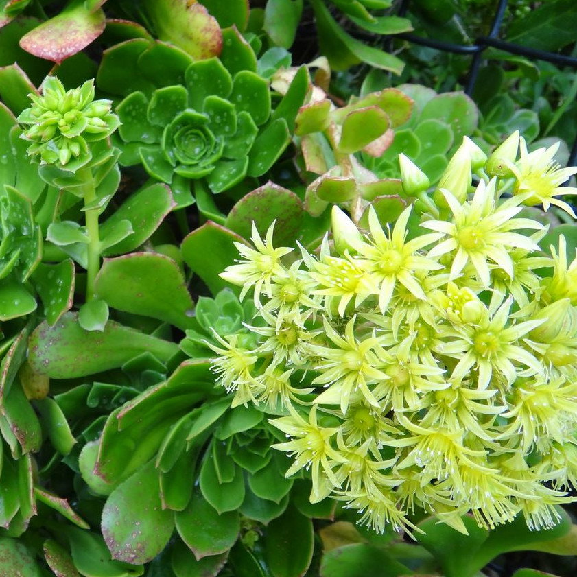 Aeonium Arborescens