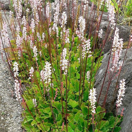 Francoa Sonchifolia Alba