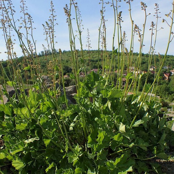 Heuchera Himalayensis