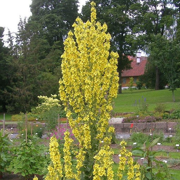 Verbascum Pyramidatum
