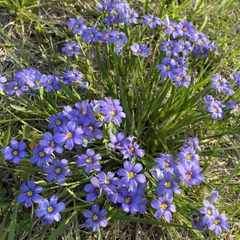 Sisyrinchium Chilense