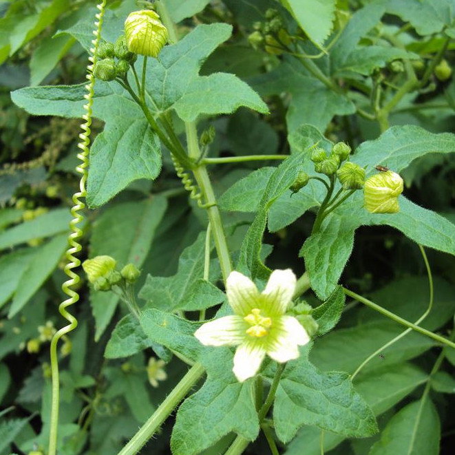 Bryonia Dioica