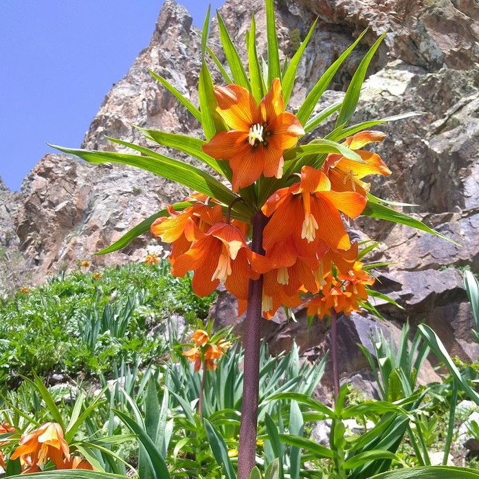 Fritillaria Eduardii