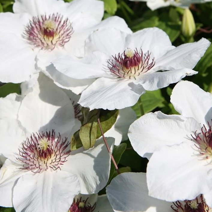 Clamatis Big Dwarf Alba