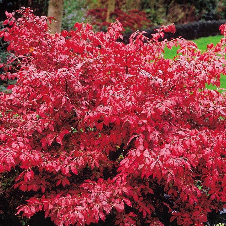 Euonymus Alatus