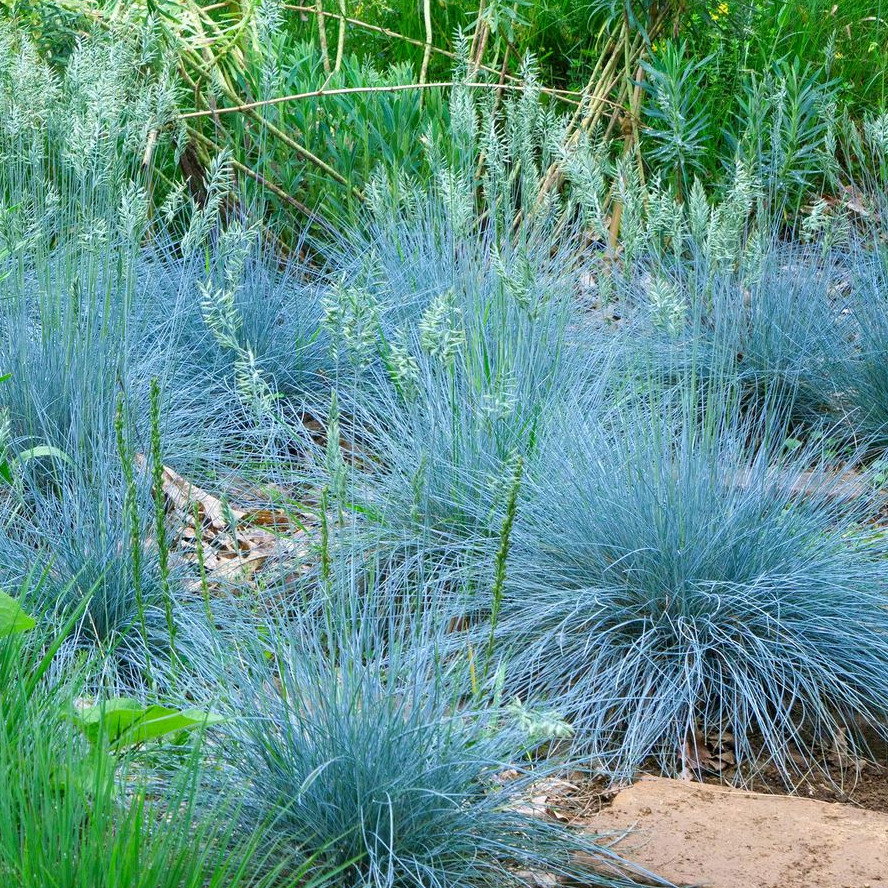 Festuca Glauca Blue Select