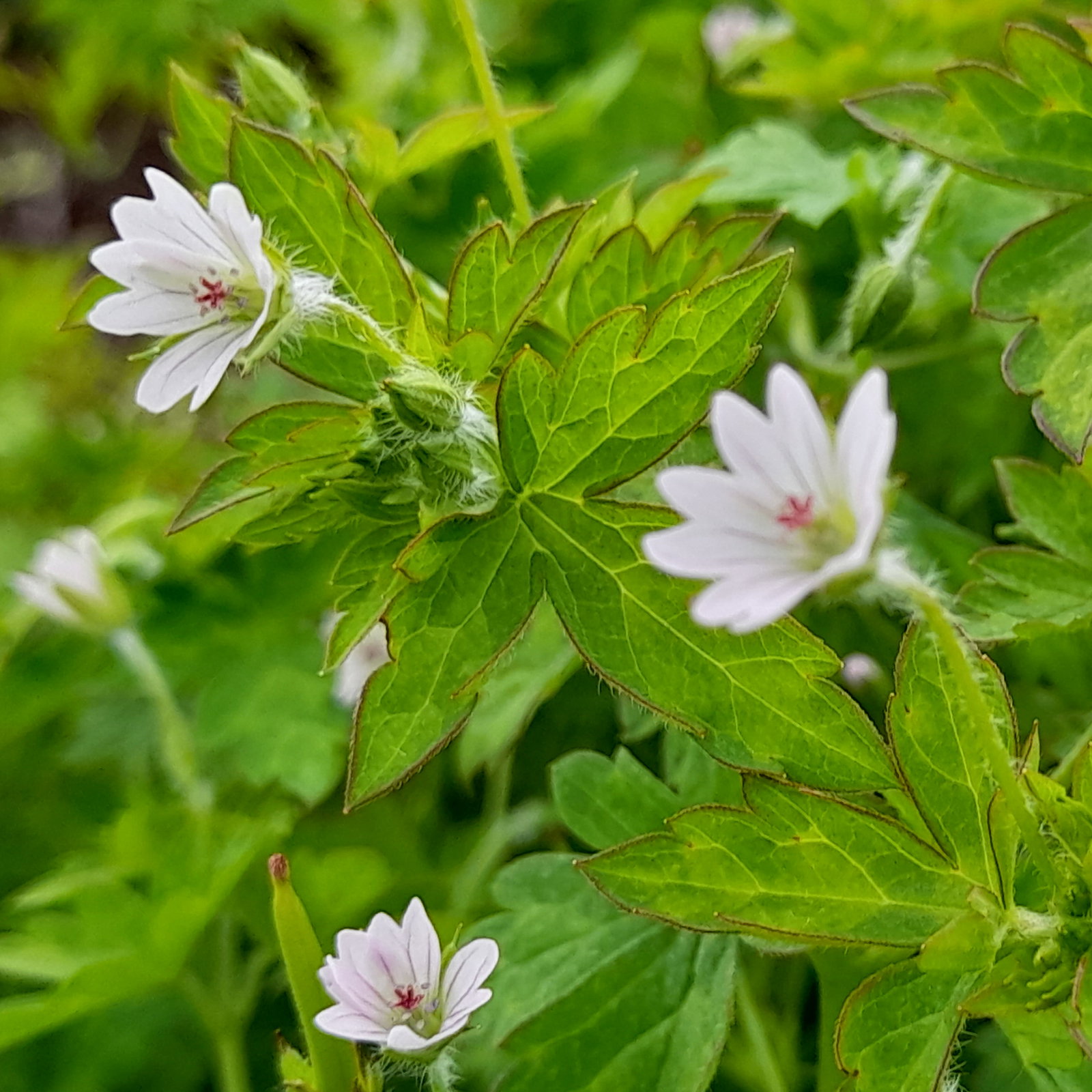 Geranium Nepalense