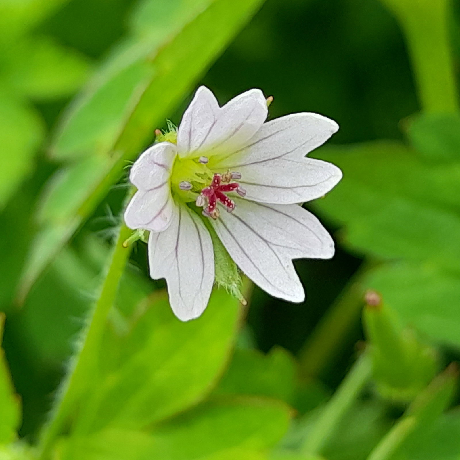 Geranium Nepalense