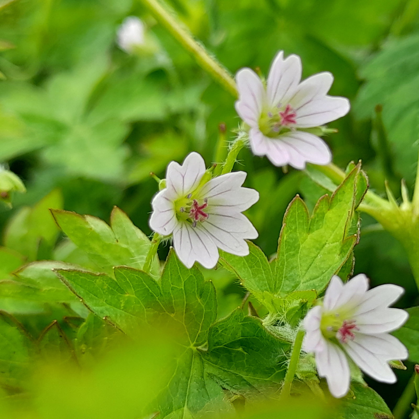 Geranium Nepalense
