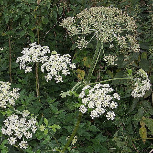 Heracleum Spondylium