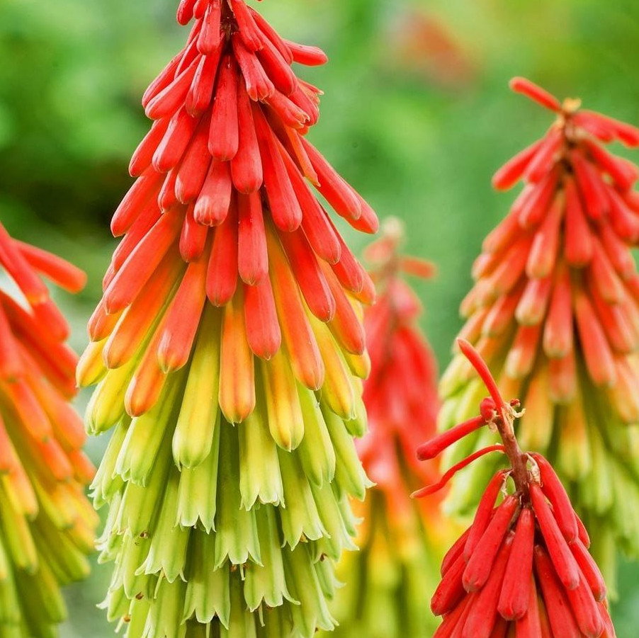 Kniphofia Hirsuta Fire Dancer