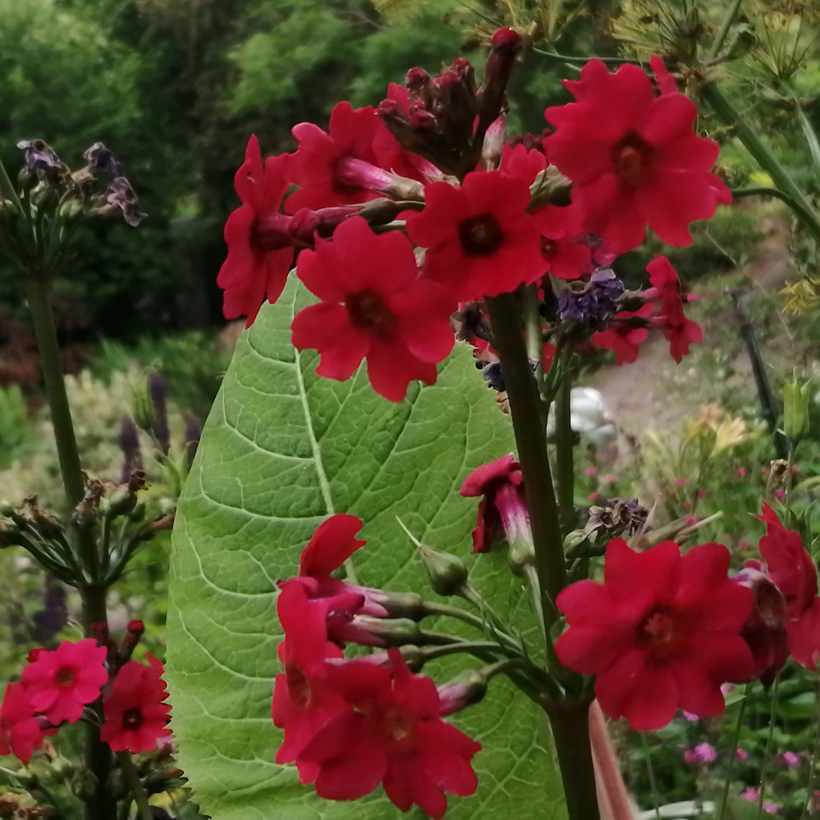 Primula Japonica Pillar Box