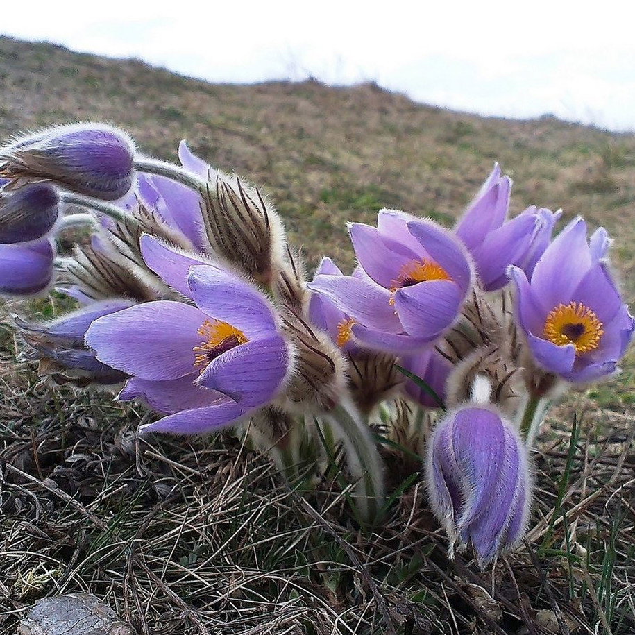 Pulsatilla Grandis