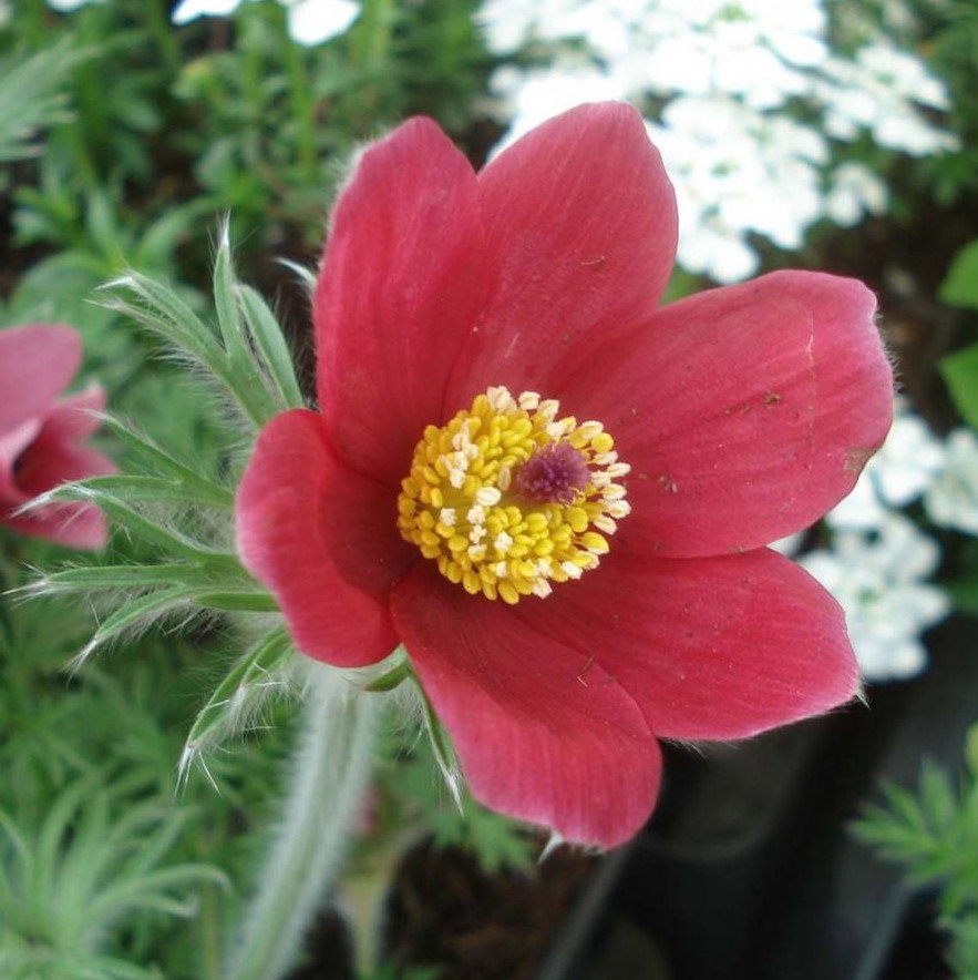 Pulsatilla Vulgaris Rode Klokke