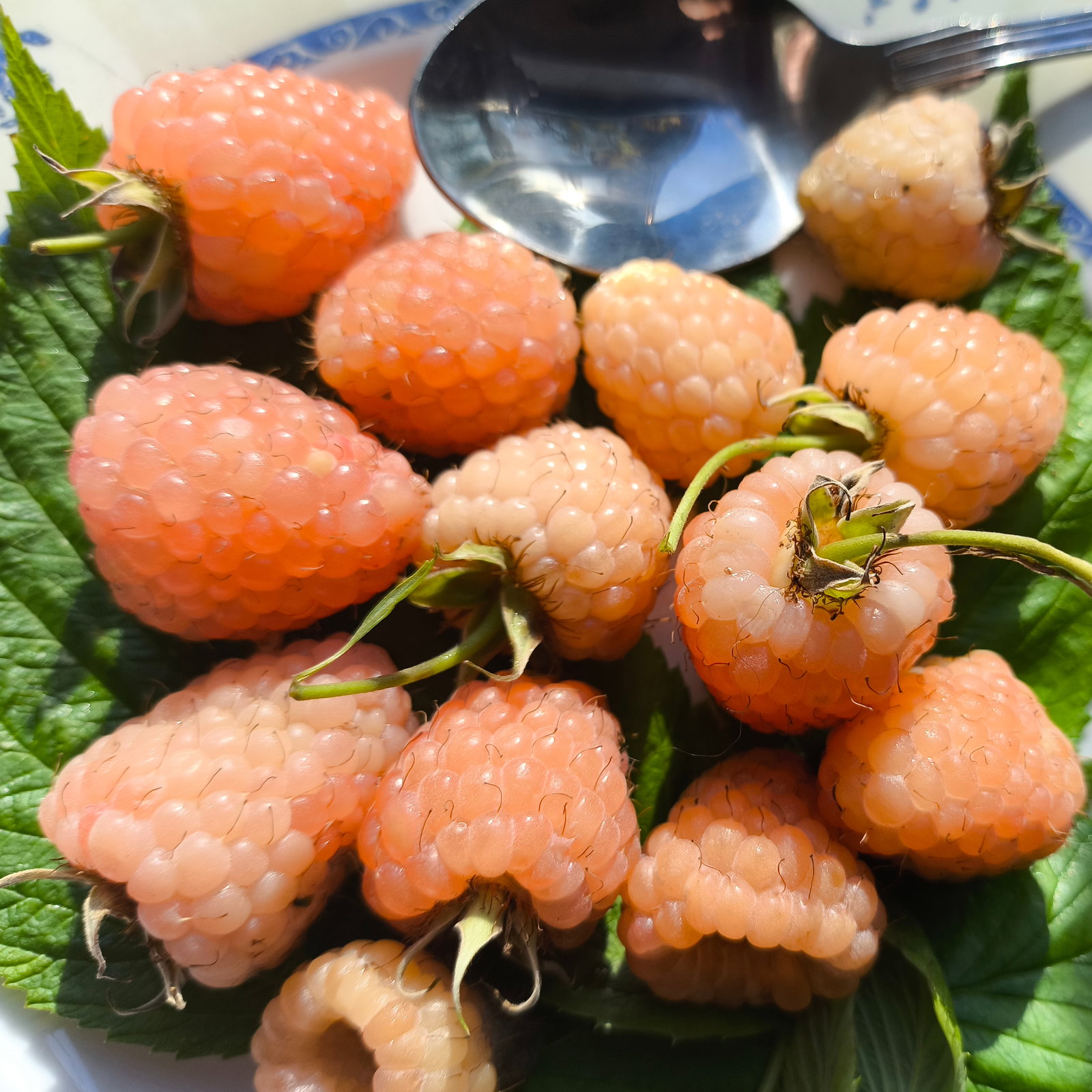 Raspberry Golden Everest