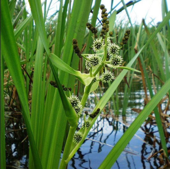 Sparganium Erectum