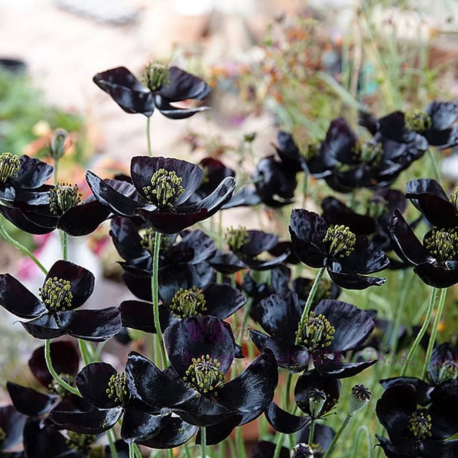 Papaver Macrostomum Black Magic