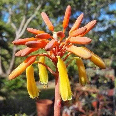 Aloe Charlotteae