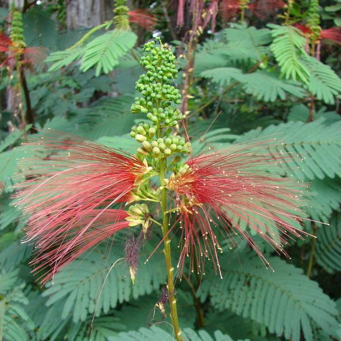 Callinadra Calothyrsus