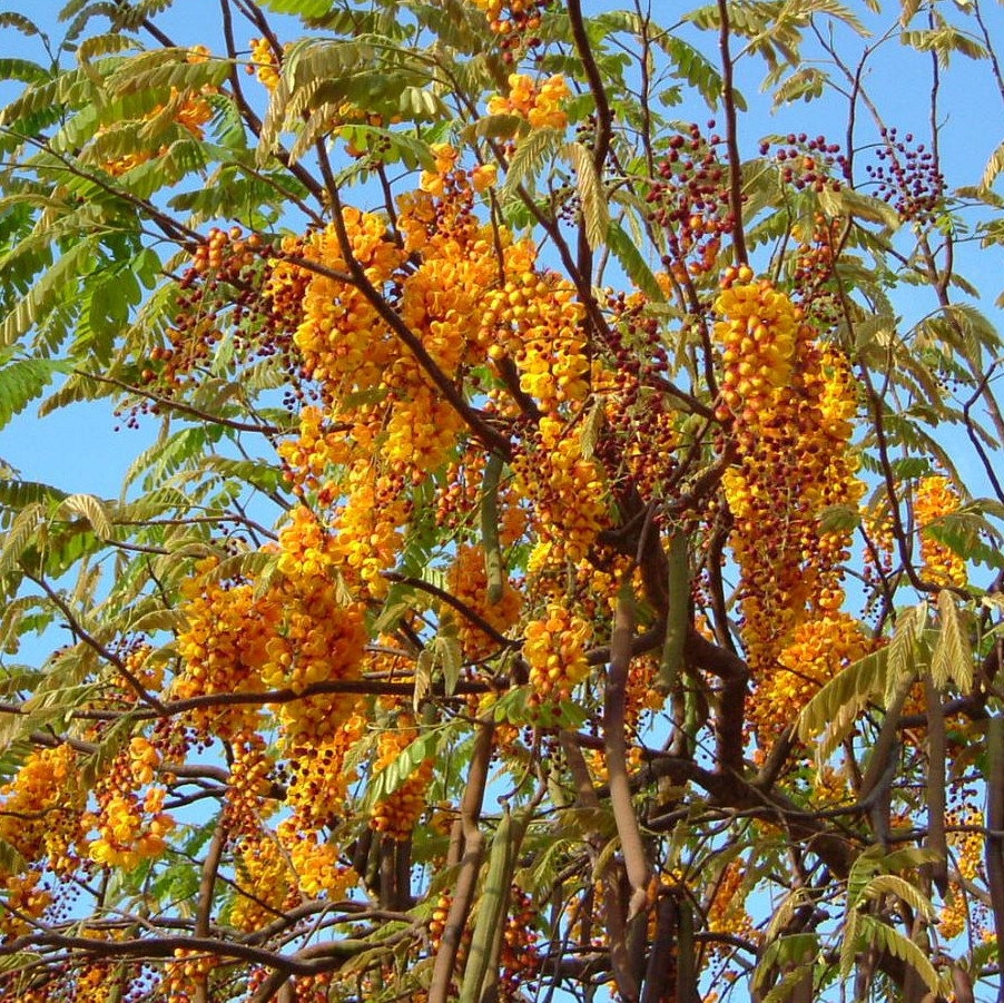 Cassia Moschata
