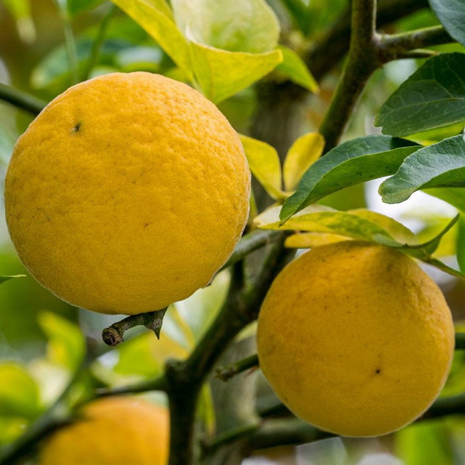 Citrus Trifoliata