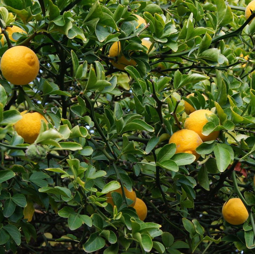 Citrus Trifoliata