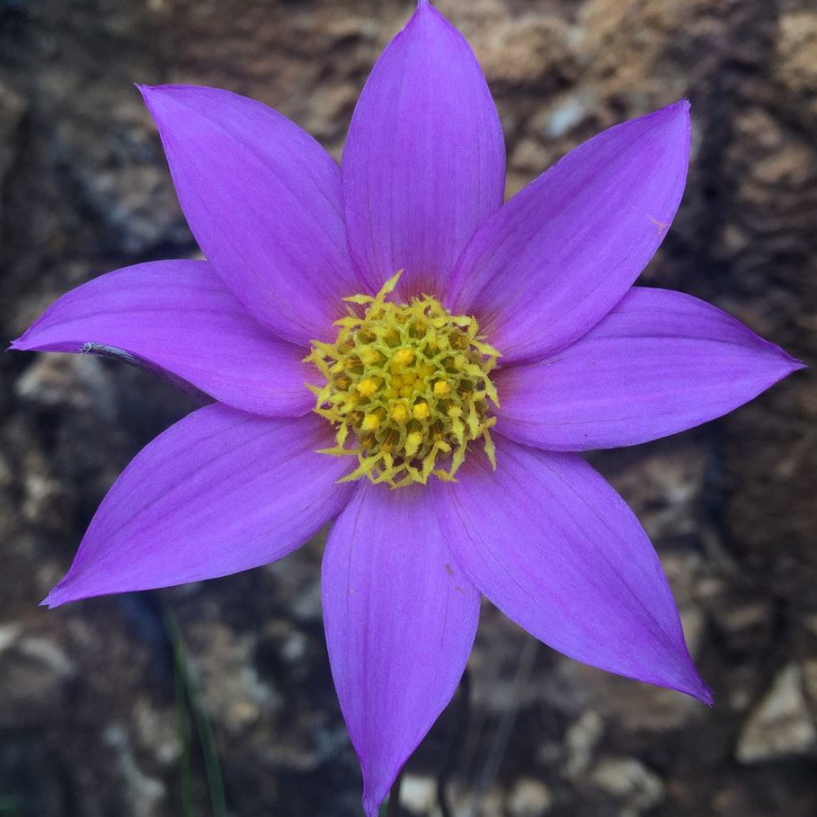 Dahlia Australis