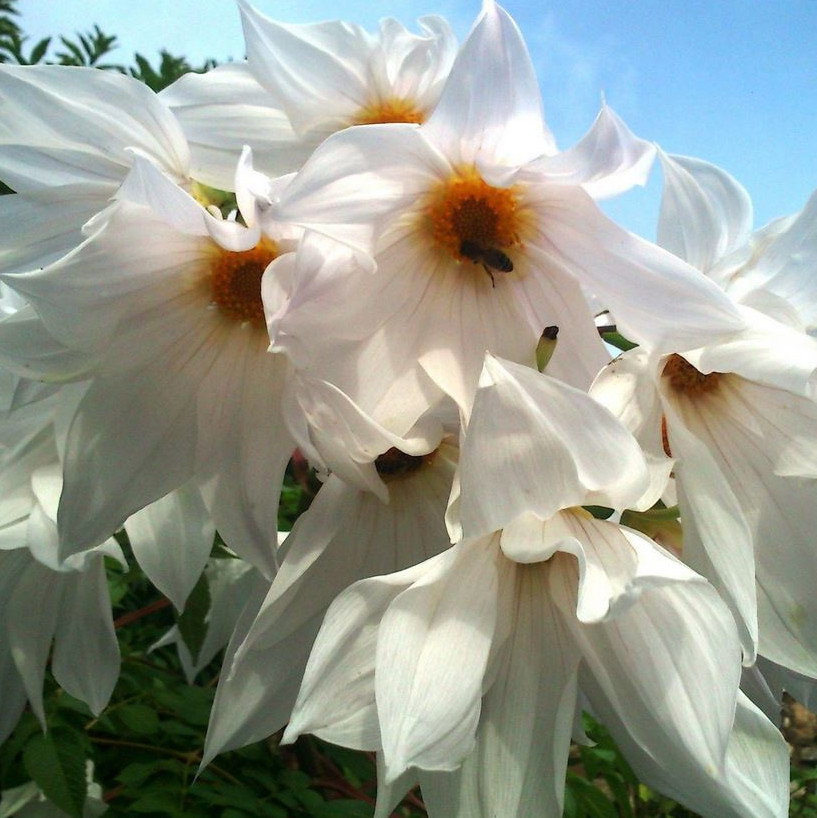 Dahlia Imperialis Alba