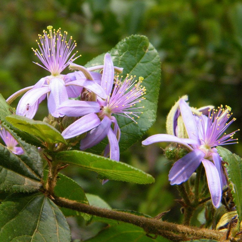 Grewia Similis