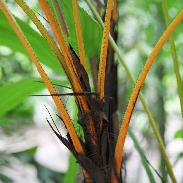 Licuala Aurantiaca