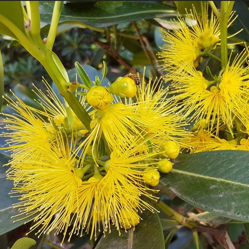 Metrosideros Laurifolia