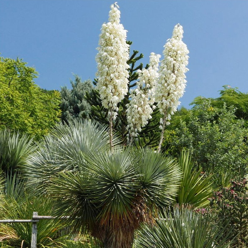 Yucca Thompsoniana