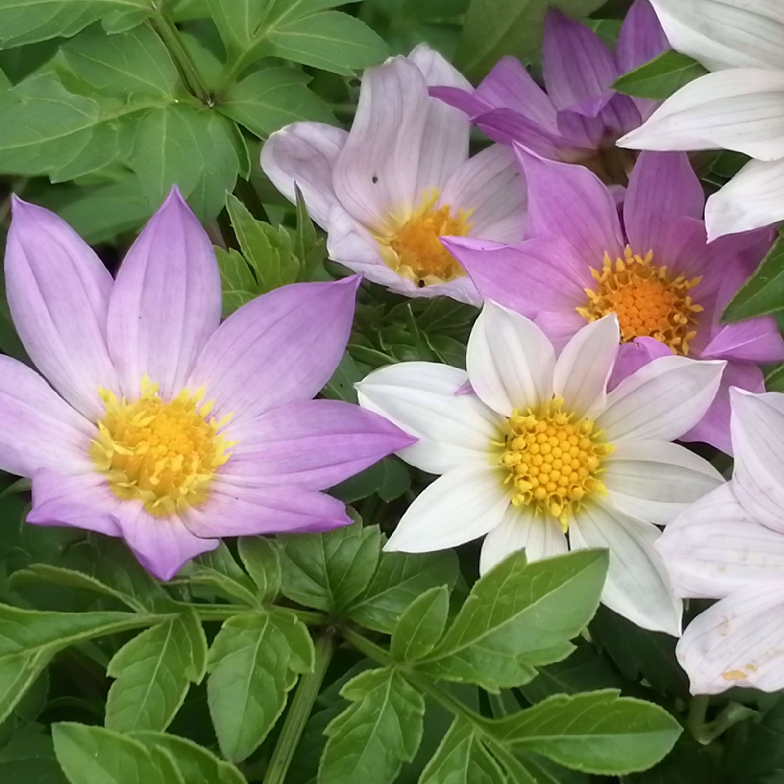 Dahlia Merkii